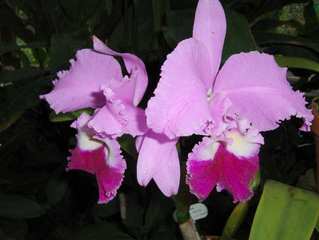 Orchidee #1 - Orchidee, Orchideen, Blüte, Blüten, pink, rosa, Pflanze, Pflanzen, Blume, Blumen, Samenpflanze