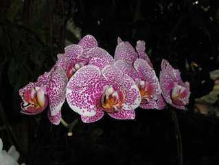 Orchidee #2 - Orchidee, Orchideen, Blüte, Blüten, weiß, rosa, Stempel, Pflanze, Pflanzen, Blume, Blumen, Phalaenopsis