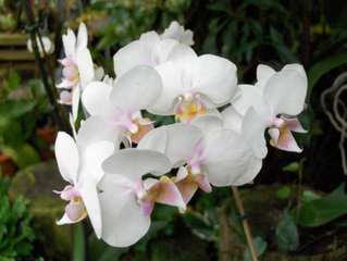 Orchidee #3 - Orchidee, Orchideen, Blüte, Blüten, Blütenstand, weiß, rosa, Pflanze, Pflanzen, Blume, Blumen, Phalaenopsis