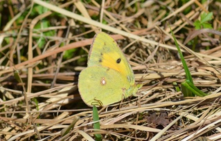Schmetterling Postillion - Schmetterling, Falter, Tagfalter, Postillion, Wander-Gelbling, Colias croceus, Pieridae, Weißlinge