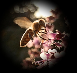 Im Anflug - fliegen, Biene, Basilikum, Insekt, Blüte, Hautflügler, sammeln