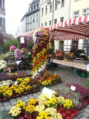 Gärtner-Markttage 1 - Blumen, Verkaufstand, Markt, Markstand, Herbst, Handel