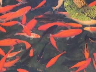 Goldfische im Teich #2 - Goldfische, Goldfisch, Fisch, Teich, Gewässer, Schwarm, Biotop, gold, rot, viele