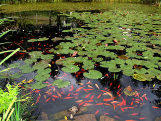 Goldfische imTeich #1 - Teich, Seerosen, Goldfisch, Goldfische, Schwarm, Wasser, Gewässer, Fische, Biotop, rot, gold, viele