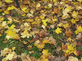 Herbstlaub - Herbst, Blätter, Laub, Ahorn, bunt, Herbstlaub