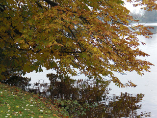 Herbstliche Kastanie - Herbst, Kastanie, Baum, Laubbaum, Blatt, Blätter, Laub, bunt, See, Wasser, Spiegelung