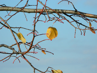 Herbstimpression - Herbst, Blatt, Baum, orange