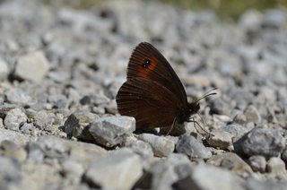 Graubindiger Mohrenfalter - Unterseite - Mohrenfalter, Schmetterling, Falter, Erebia aethiops, Waldteufel, Nymphalidae, Satyridae, Augenfalter