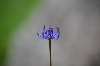 Kugelige Teufelskralle - Phyteuma orbiculare, Glockenblumengewächs, Glockenblume, Blume, Blüte, blau, Kugel, Teufelskralle
