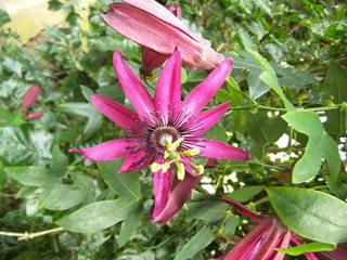 Passionsblume#1 - Passionsblume, Blüte, Passiflora caerulea, Strahlenkranz, Kletterpflanze