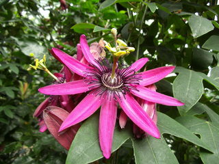 Passionsblume#2 - Passionsblume, Blüte, Passiflora caerulea, Strahlenkranz, Kletterpflanze