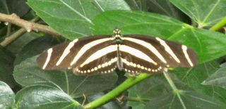 Zebrafalter - Falter, Schmetterling, Zebrafalter, Edelfalter, Tagfalter, gestreift, Streifen