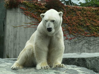 Eisbär - Eisbär, Bär, Polarbär, Raubtier