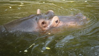 Flusspferd im Wasser - Flusspferd, Nilpferd, Hippo, Hippopotamus amphibius, Säugetier, Vegetarier, Pflanzenfresser, Afrika, Paarhufer, schwer, gefährlich