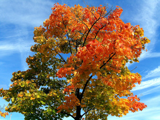 So malt der Herbst... - Herbst, Jahreszeit, Herbststimmung, Herbstfarben, Herbstlaub, Laub, Laubfärbung, Baum, Blätter, Stimmung, bunt, Farbkontrast, Kontrast, grün, orange, gelb, blau, golden, Himmel, Herbstfärbung, Komplementärfarben, Komplementärkontrast