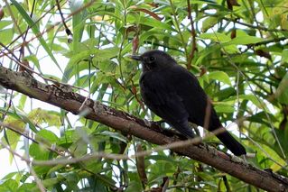 schwarzgefiederter Vogel - Vogel, schwarz, fliegen, sitzen, Federn, Gefieder