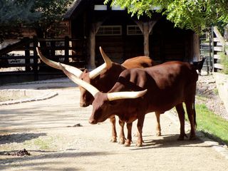 Watussi Rinder im Gehege - Watussi, Gehege, Zoo, Wildtier, zwei, Wiederkäuer, Hornträger, Paarhufer, Rind, Rinder