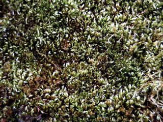 Moos - Teppich - Moos, Pflanze, grün, Fläche