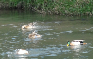 Enten 1 - Enten, Teich, putzen, schwimmen, Gefieder, reinigen, Ufer, Wasser