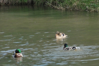 Enten 2 - Enten, Teich, putzen, schwimmen, Gefieder, reinigen, Ufer, Wasser, Schnabel