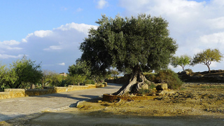 Ölbaum # 1 - Echter Ölbaum, Olea europaea, Nutzpflanze, immergrün, Stamm, Ölbaum, Olivenbaum, Sizilien, knorrig, krumm