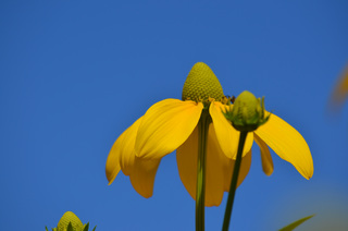 gelbe Blume vor blauem Himmel - gelb, blau, Blume, Himmel, Farbkontraste, Farbenlehre, Komplementärfarben