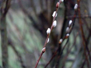 erste Weidenkätzchen - Weide, Weidenkätzchen, Frühblüher, Januar, Frühling, Winter Januar