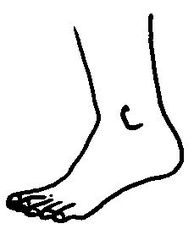 Fuß 1 - Fuß, Bein, Körper, Körperteile, body, body parts, foot, leg, Zeh, Zehen, Knöchel, Ferse, Wörter mit ß