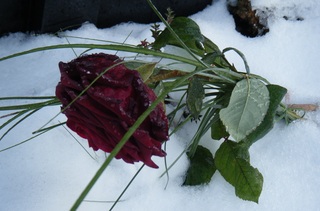 Rose im Schnee - Rose, Winter, Frost, Eis, Raureif, Reif, eisig, kalt, Schnee, gefroren