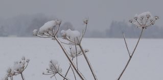 Pflanze unter Eis # 02 - Eis, Tauwetter, Winter, gefrorenes Wasser, Tropfen, Aggregatzustand