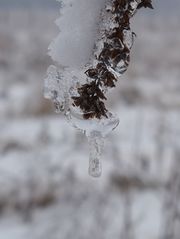 Pflanze unter Eis # 03 - Eis, Tauwetter, Winter, gefrorenes Wasser, Tropfen, Aggregatzustand