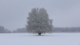 Baum in Winterlandschaft - Winter, Winterlandschaft, Schnee, Beschreibung, Meditation, Stille, Baum