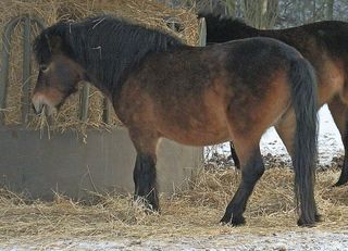 Exmoor Pony - Pferd, Pferde, Pony, Ponys, Hauspferderasse, Nutztier, heimisch, Haustier, Pferderasse, Säugetier, Kleinpferd, Huftier, Winter, Fütterung