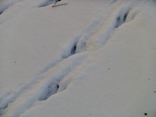 Schneespur einer Krähe - Vogel, Spur, Schnee, Abdruck, Fährte, Tierspur
