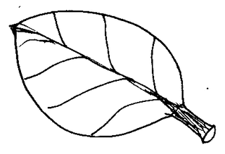 Blatt - Blatt, grün, Natur, Baum, Herbst