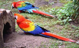 2 Papageien - Papagei, Ara, rot, bunt, zwei, Vogel, Vögel, Exot, exotisch, Anlaut p