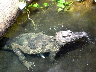 Krokodil - Krokodil, Alligator, Kaiman, Reptil, Tier, Knochenwulst, Südamerika
