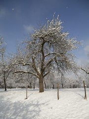 Verschneiter Baum #2 - Baum, kahle Bäume, kahl, unbelaubt, Winter, Landschaft, Winterlandschaft, Schneelandschaft, Schnee, Schneedecke, verschneit, Kälte, Einsamkeit, Ruhe, Stille, Schreibanlass, Meditation