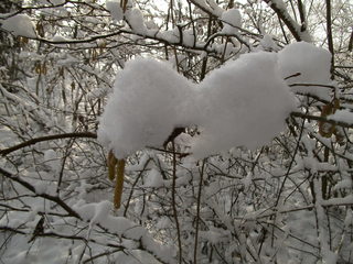 Schneebedeckter Haselstrauch  - Hasel, Strauch, Schnee, Winter