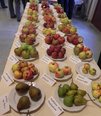Äpfel - Äpfel, Apfel, Gesundheit, Ernährung, Obst, Früchte, Garten, Kernobst, Vitamine