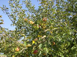 Apfelbaum im Garten - Apfel, Äpfel, Apfelbaum, Zweige, Blätter, Kernobst, Rosengewächs, Früchte, Obst, pflücken, ernten, Herbst