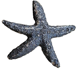 Blauer Seestern 1 - Seestern, künstlich, Kunst, Vorlage, Meeresbewohner, Tier, blau, Stern