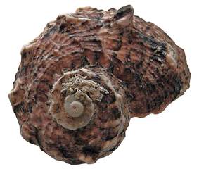 Muschel oder Schnecke ohne Hintergrund - Muschel, Tier, Wasser, Meeresbewohner, Meer, Schneckenhaus, Spirale