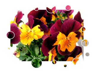 Hornveilchen Effektbild - Hornveilchen, Horn-Veilchen, Viola cornuta, Veilchen, Blüte, Blume, Zierpflanze, Gartenpflanze, Grußkarte, Effektbild
