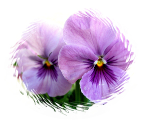 Hornveilchen Effektbild - Hornveilchen, Horn-Veilchen, Viola cornuta, Veilchen, Blüte, Blume, Zierpflanze, Gartenpflanze, Grußkarte, Effektbild