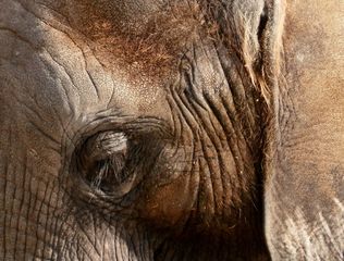 Elefantenauge - Elefant, Auge, Sinnesorgan, sehen, Blick, Detail