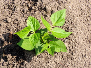 Junge Bohnenpflanze - Bohne, Pflanze, Sachunterricht, beobachten, pflegen, grün, Blätter, jung, wachsen