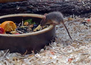 kleine Maus am Futternapf - Maus, Nagetier, Säugetier, Nager, klein, Fell, fressen, Fütterung, füttern, Mäuschen
