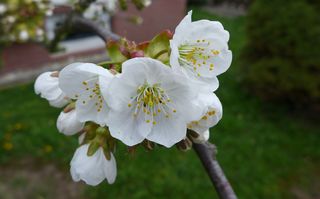 Kirschblüte #2 - Obstbäume, Natur, Garten, Blüten, Kirsche, unterständig, Staubgefäß, Stempel, Fruchtknoten