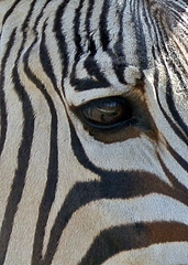 Auge des Zebras - Zebra, Unpaarhufer, Streifen, Pferd, Mähne, Grasfresser, Zoo, schwarz-weiß, gestreift, Savanne, Afrika, Zeichnung, Tarnung, Camouflage, Auge, Sinnesorgan, sehen, Wimpern, Blick
